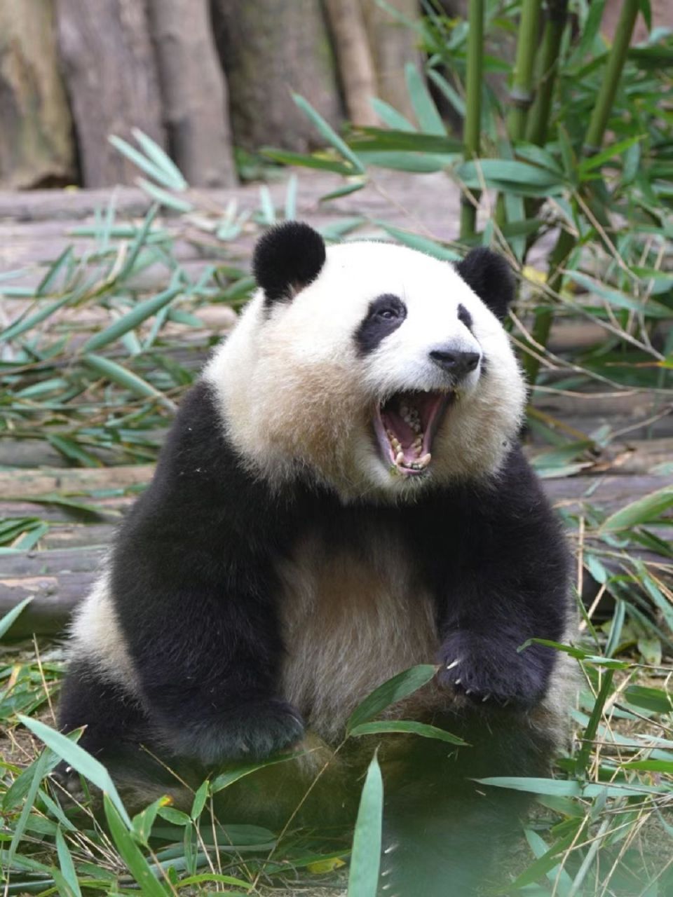 看我萌萌的大眼睛,嗷呜