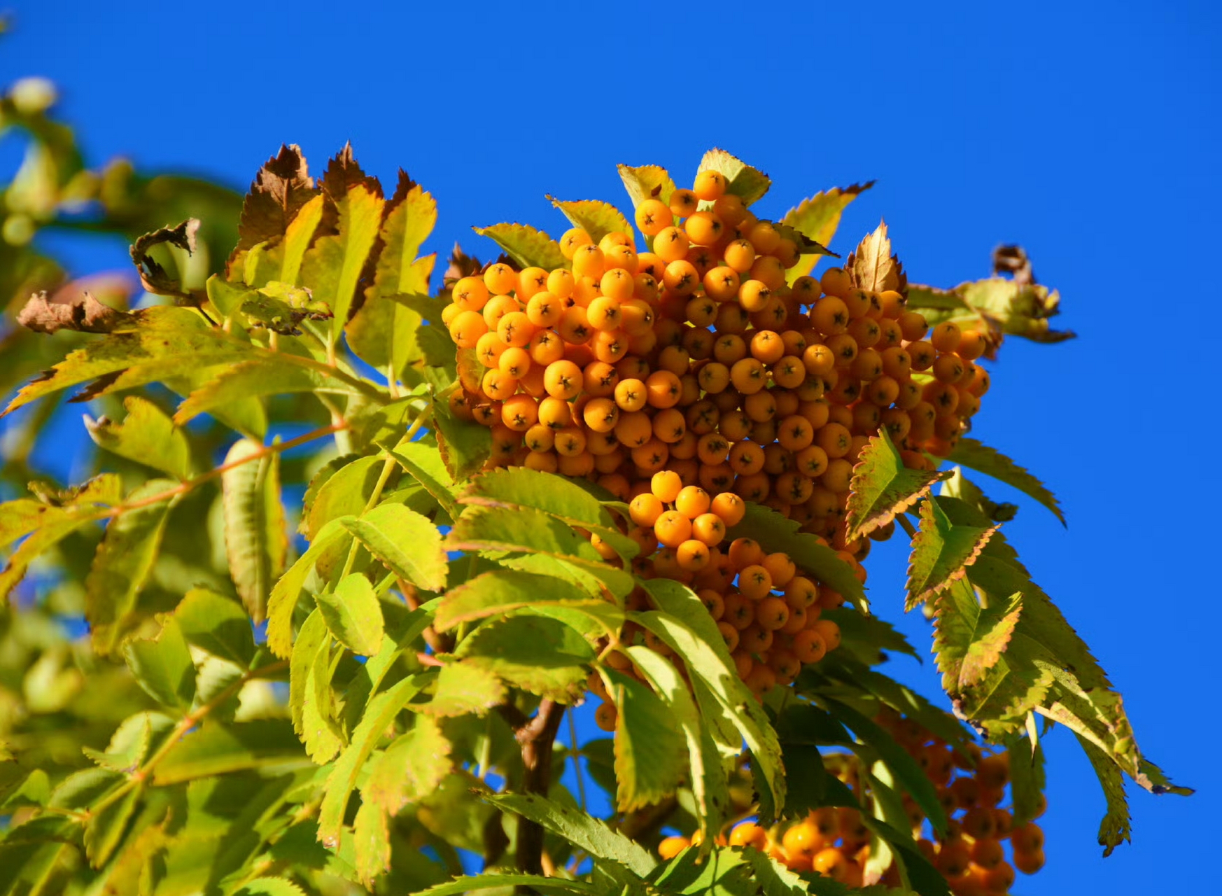 金灿灿的花楸果,花楸果是蔷薇科花楸树的果实,又名野樱莓和黑果花楸等