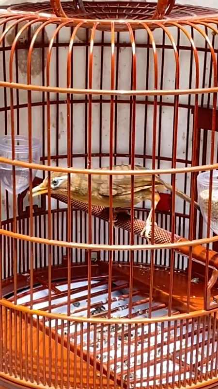 很多人都追求的三黄画眉鸟,这种就是,样子很漂亮-度小视