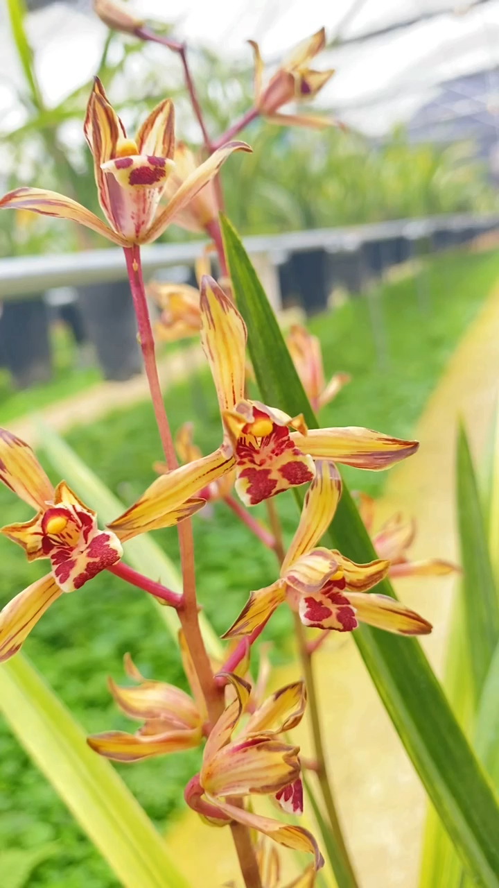 墨兰金如意,带花苞浓香复色花.-度小视