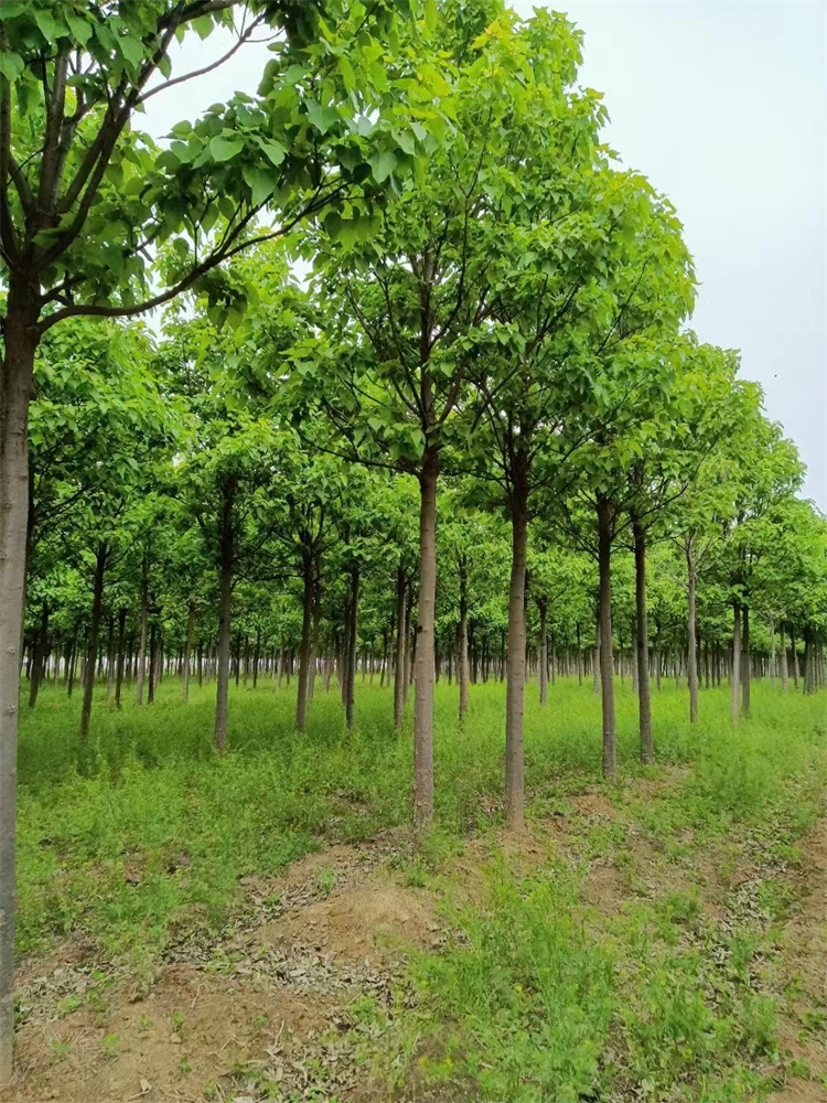 楸树价格(楸树多少钱)(楸树最新报价表)(楸树)
