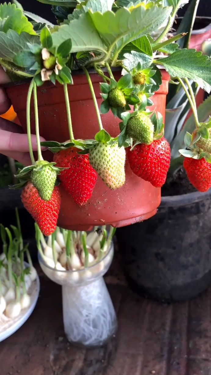 在家里种点草莓吃,不错哦,方法可以