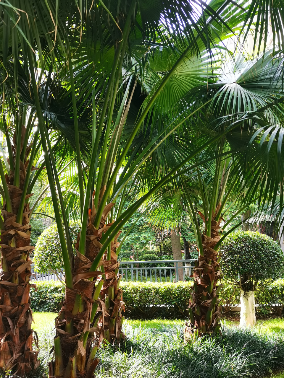 棕榈科植物大全图片