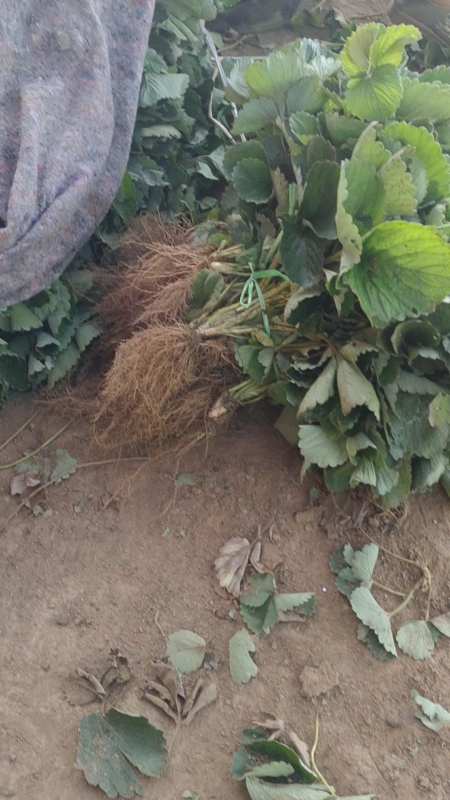 大叶红颜草莓苗,基地现挖苗,根系发达,植株健壮!-度小视