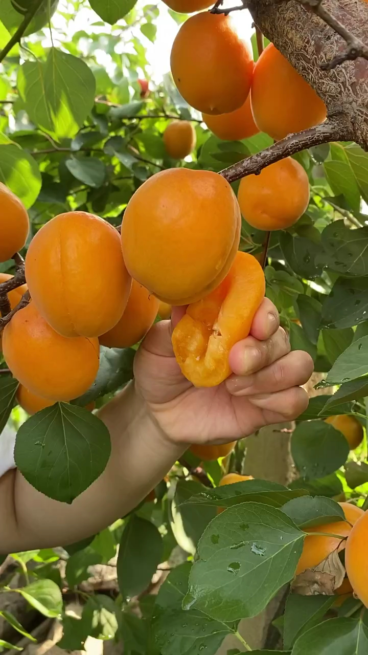 国之鲜杏树苗价格 国之鲜杏树苗品种介绍 树势旺盛 稳产性强 耐严寒抗