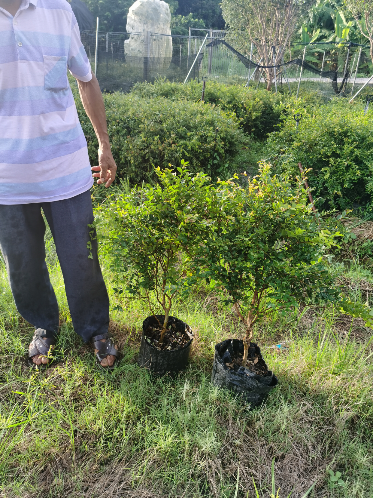 嘉宝果树苗价格多少钱一棵