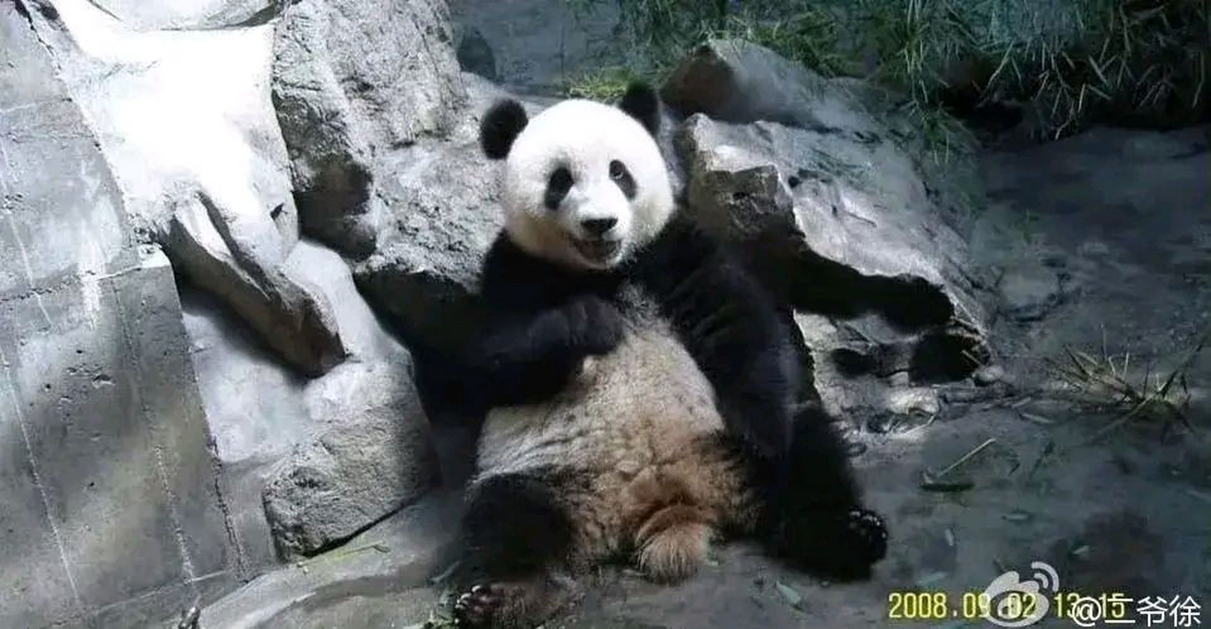 北动贵妃熊萌萌到底有多讲究,胡萝卜要削皮的,核桃要剥壳的,笋掉在地