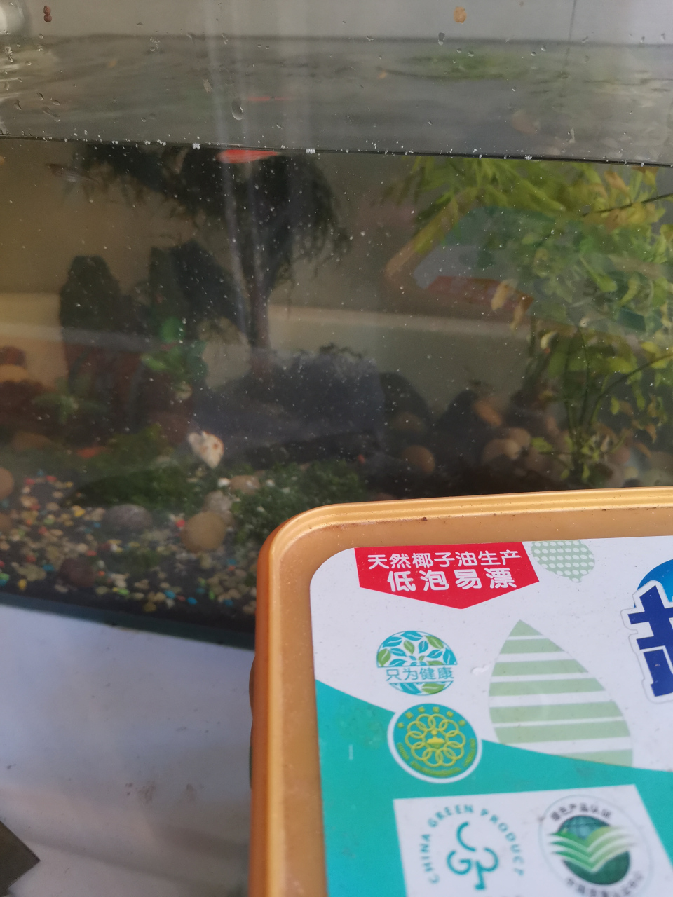 今天洗衣服,竟然往金鱼缸加了一勺洗衣粉!