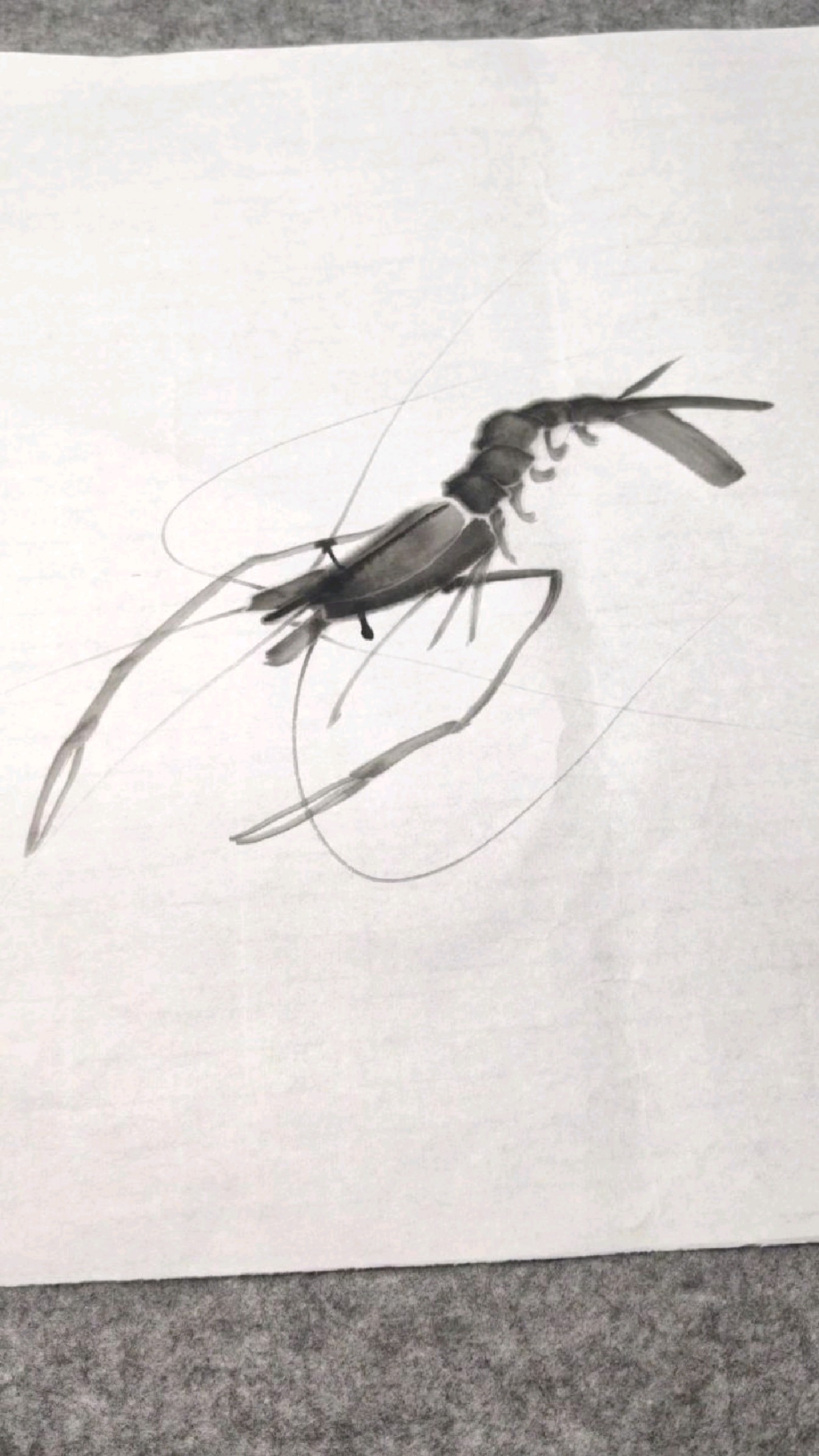 初学画虾法,一笔一画学画虾