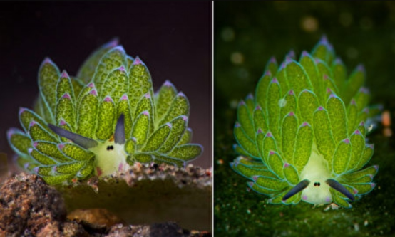 组图:长相酷似绵羊的奇特海洋生物—叶羊