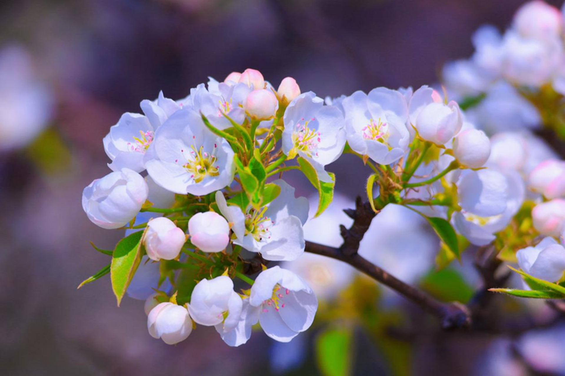 春日赏花季# 梨花,在暮春时节开始谢幕.