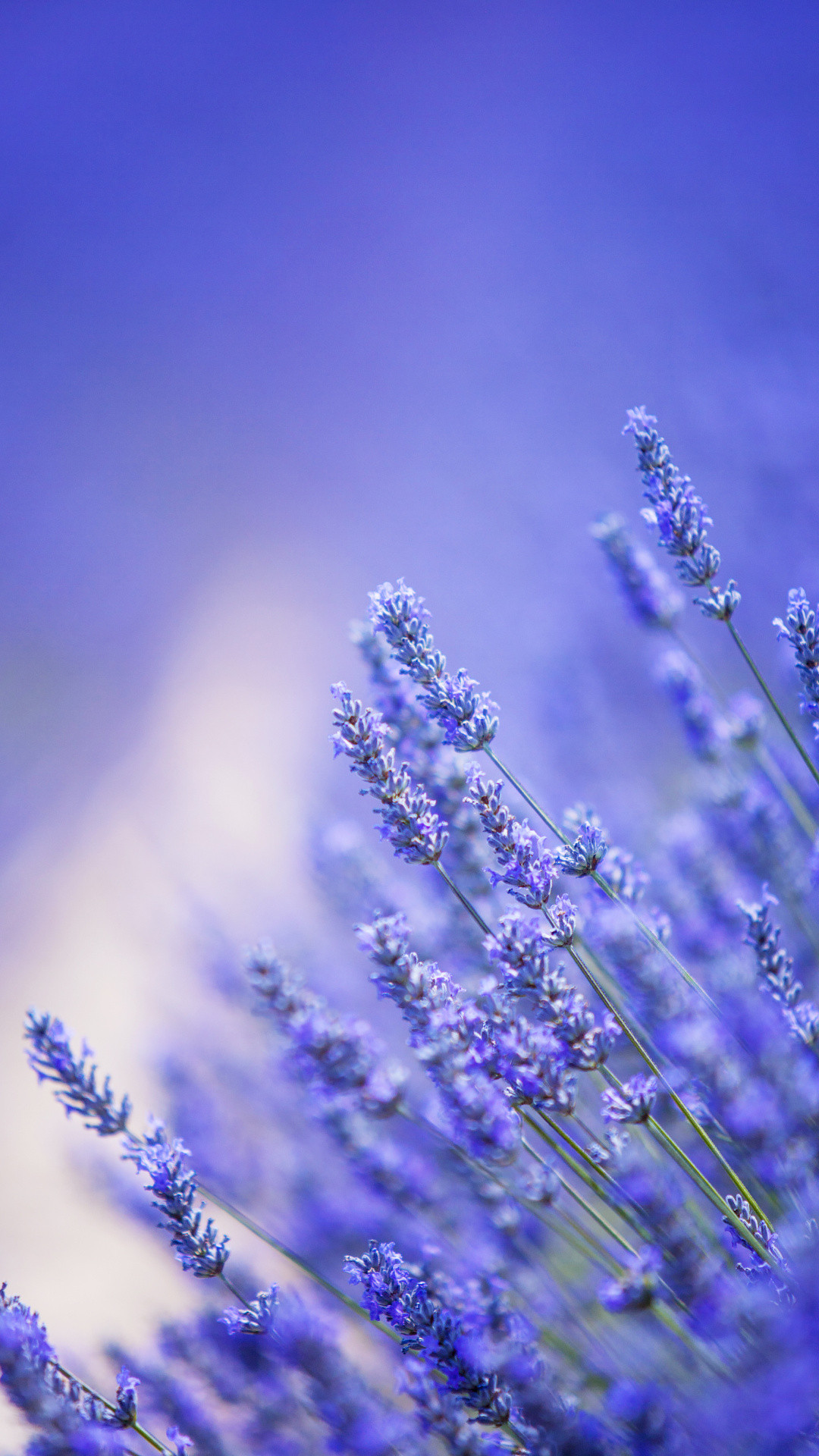 1080_1920竖版 竖屏