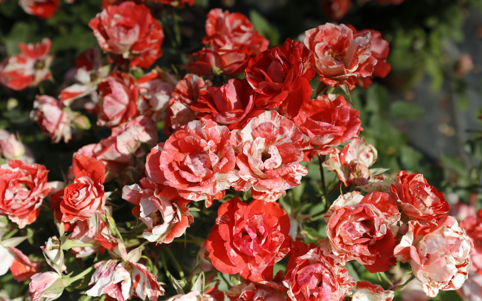 这是一款丰花月季,不仅颜值很高,它的长势强健,抗病性也不错哦~!