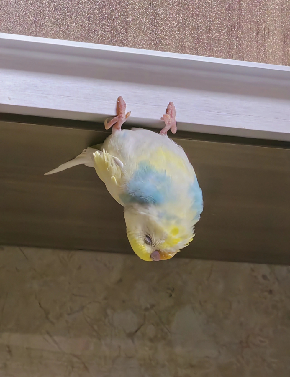 网友:谁家好鹦鹉倒挂金钩啊,它是个萌妹啊,这个睡姿也是厉害了