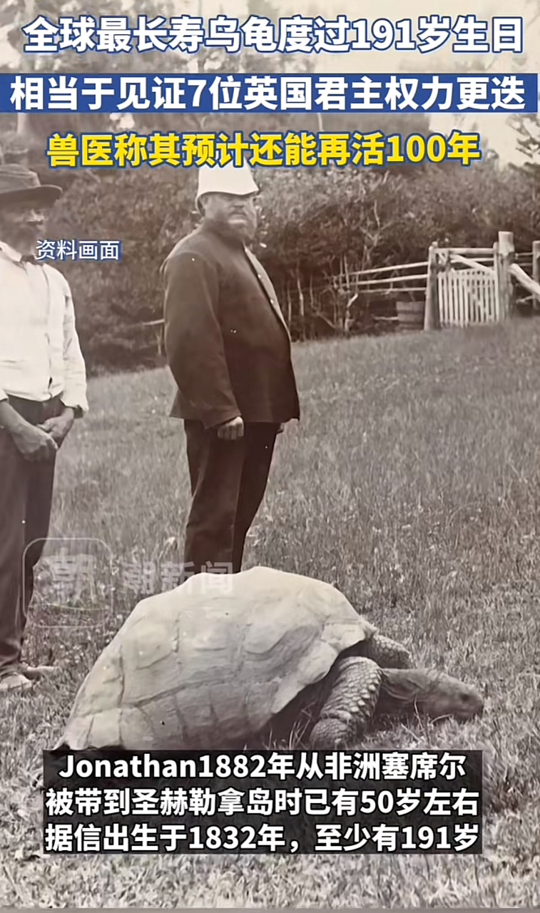 最长寿乌龟图片