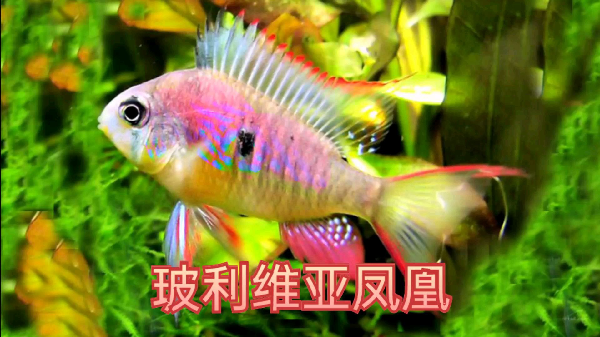 颜值超级高的玻利维亚凤凰短鲷
