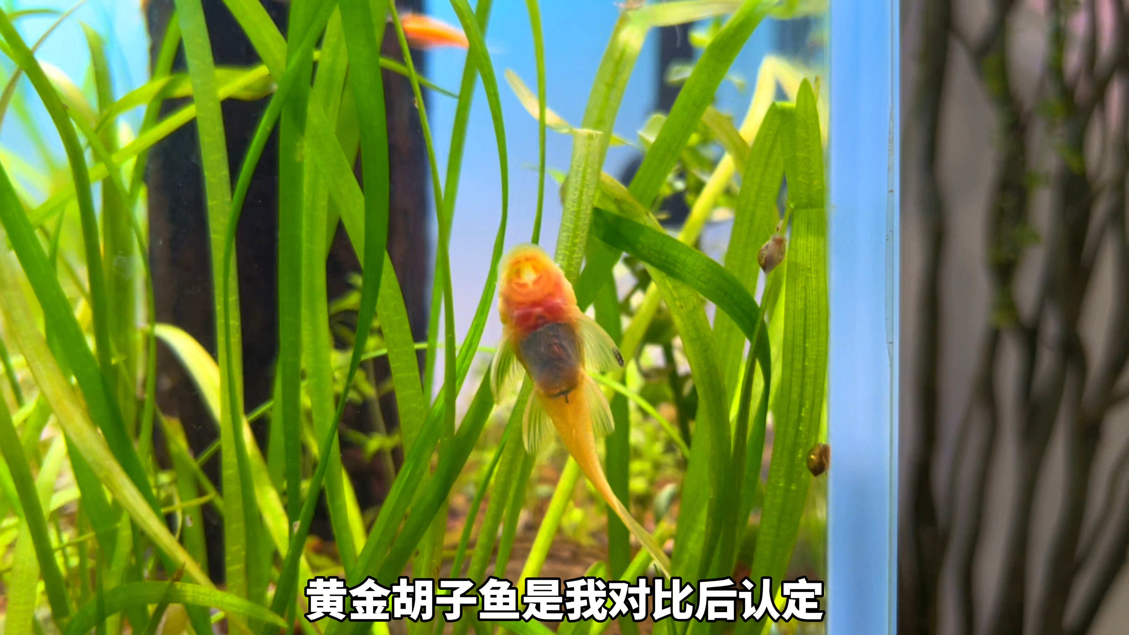 黄金胡子性格好，不翻底沙，不吸鱼，对比后认定，鱼缸除藻工具鱼