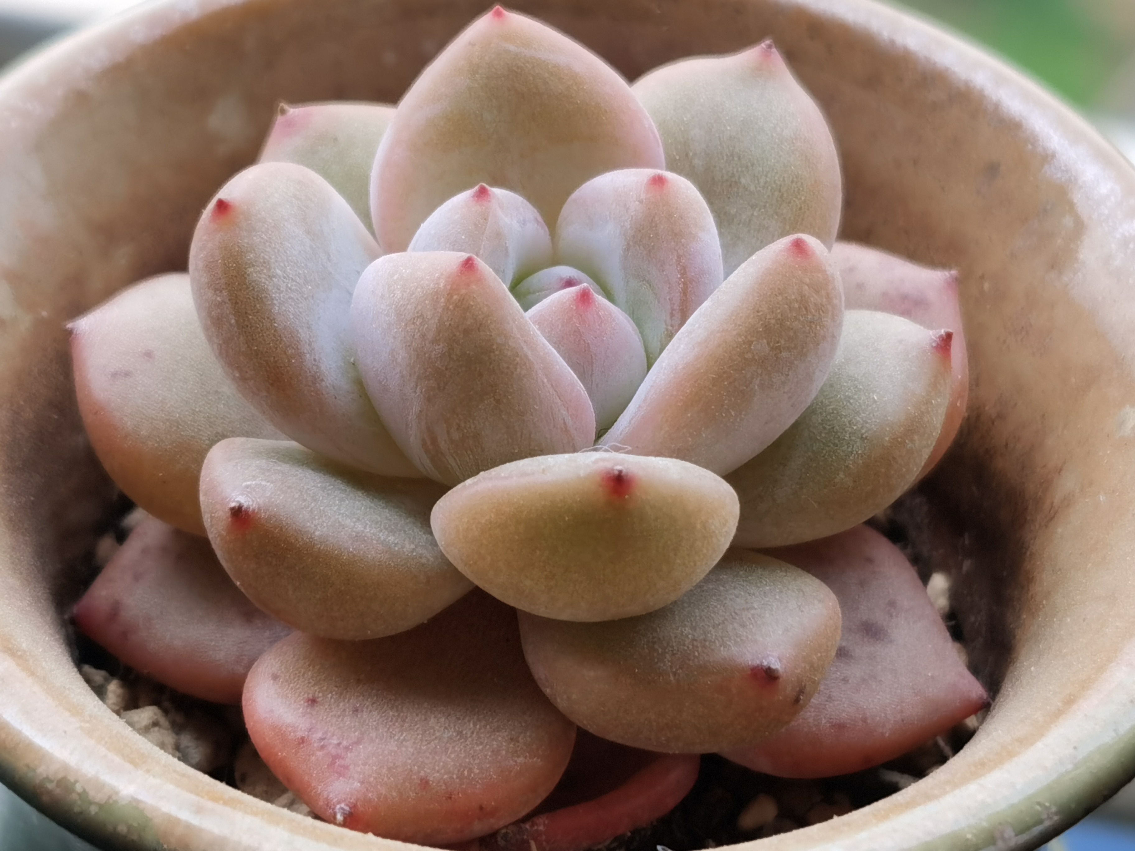 三棵星影多肉同样的配土,同样的养护方式,不同的状态