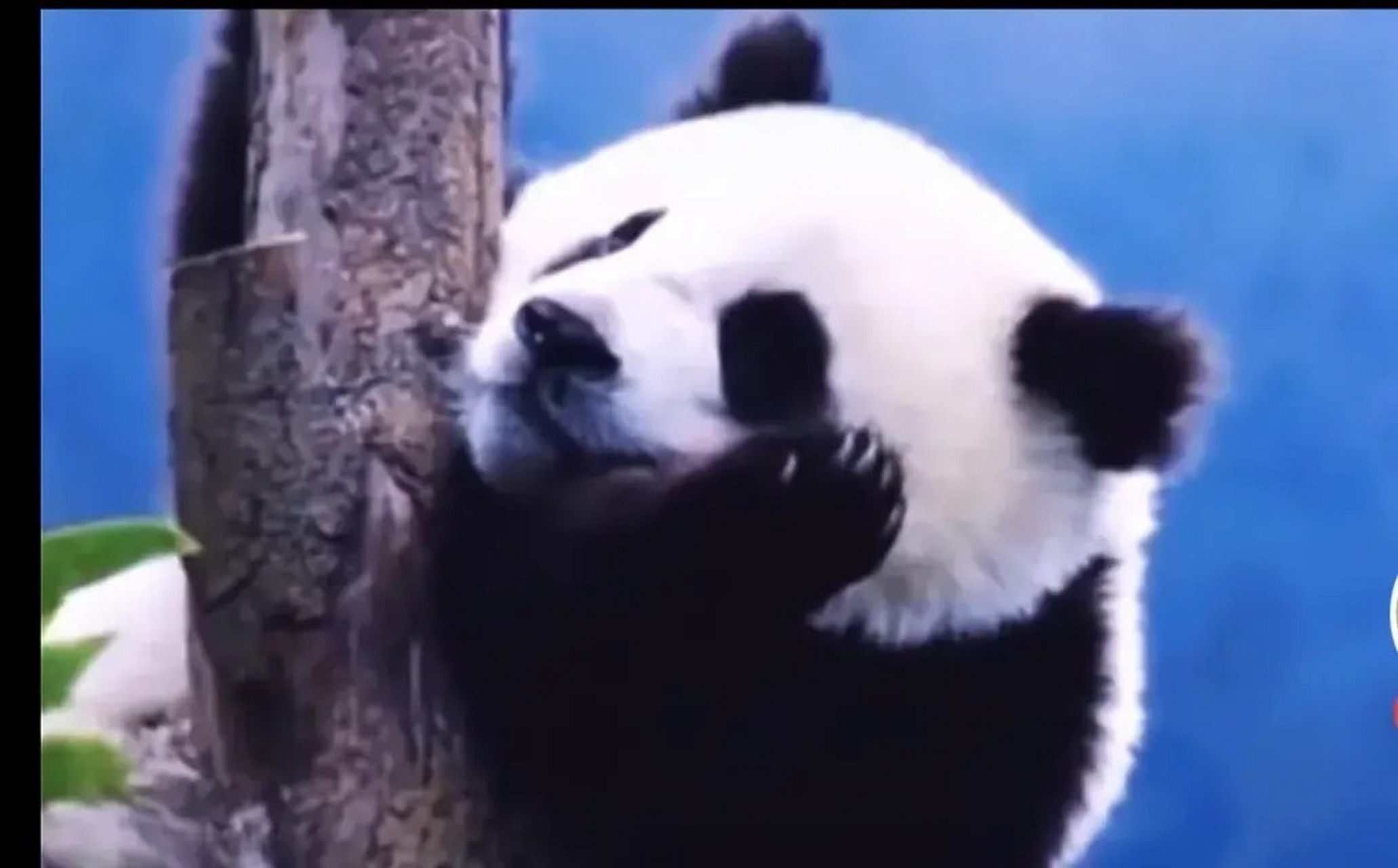 今天想说一说四海,心疼那个坐在树杈上听风的宝宝,以后的她再也吹不到