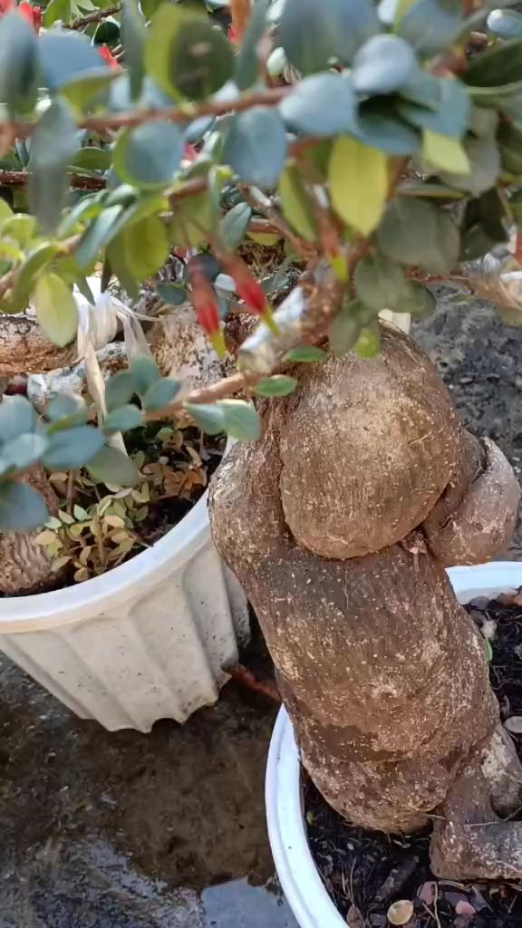 吊金珠盆景正在来花苞