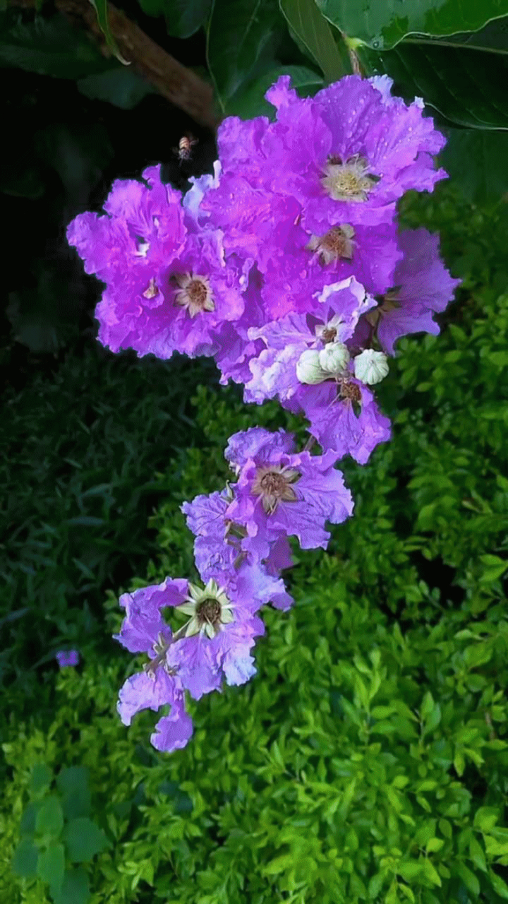 赏紫薇花 紫薇花色中的紫色,有紫气东来的意思,紫薇有带来好运之意.