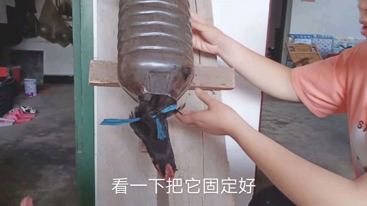 农村姑娘用2毛钱成本做的杀鸡神器,见过的人都说很赞,做法简单
