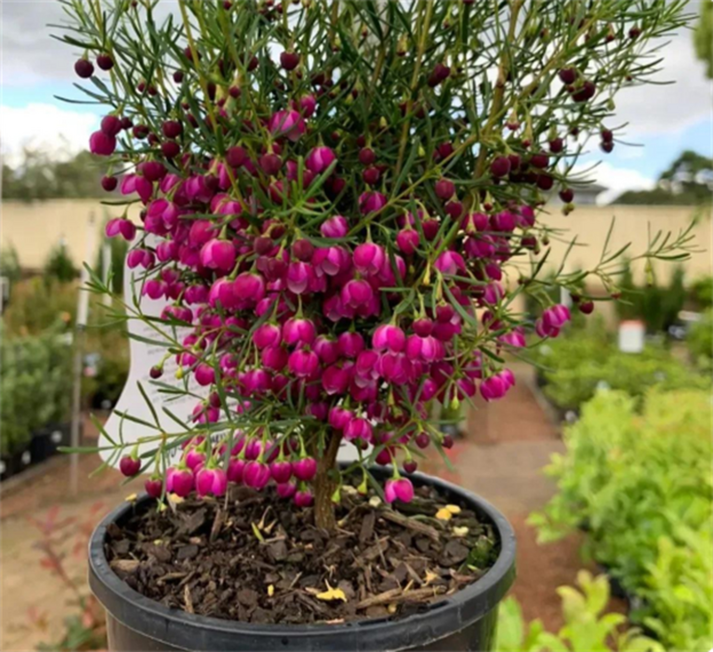 蜡花,桃金娘科植物,原产地西澳大利亚,又叫澳梅,澳洲腊梅,颜色多种