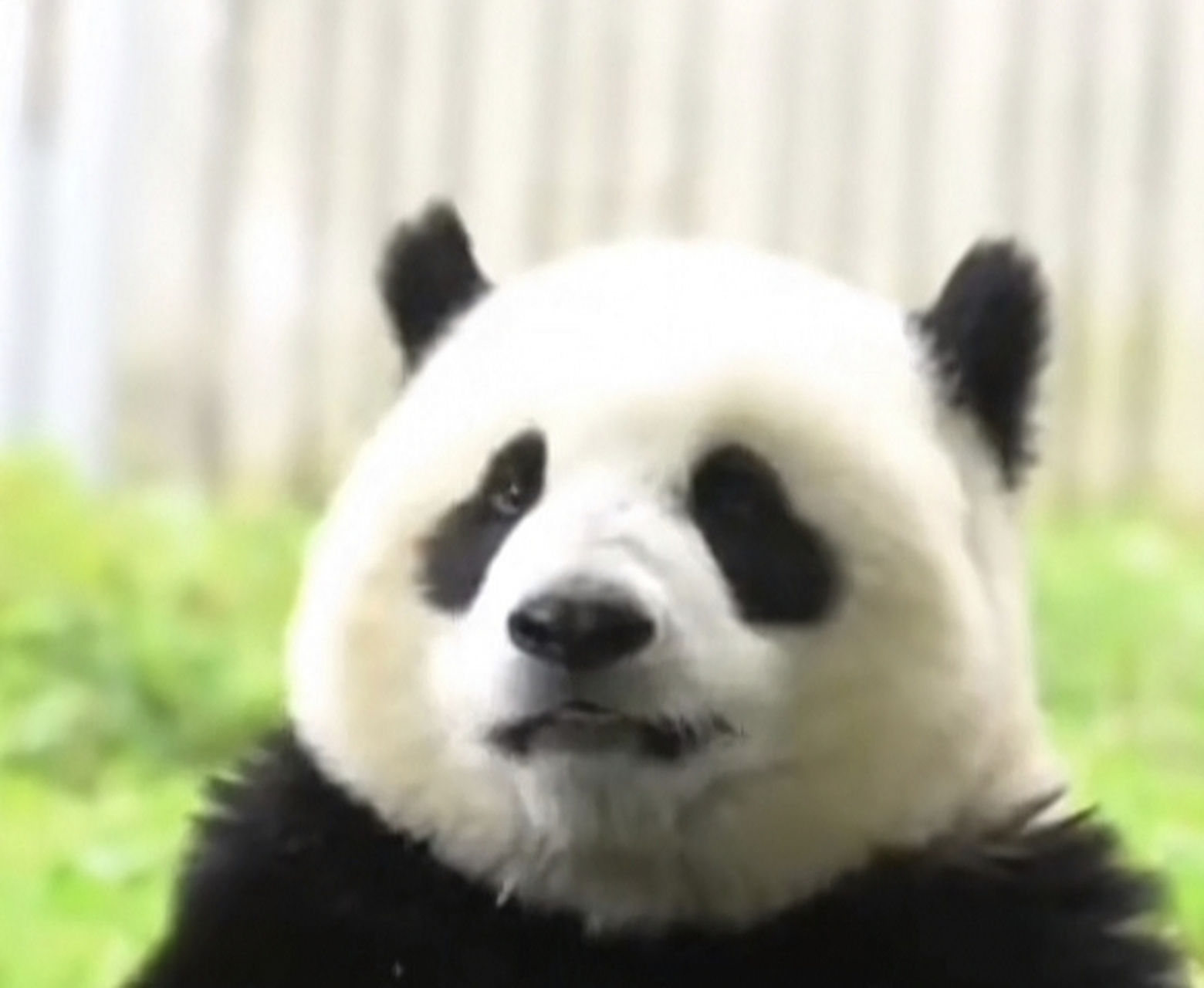 大熊猫川川相亲失败被退回来了,川川:丢死熊了 67.