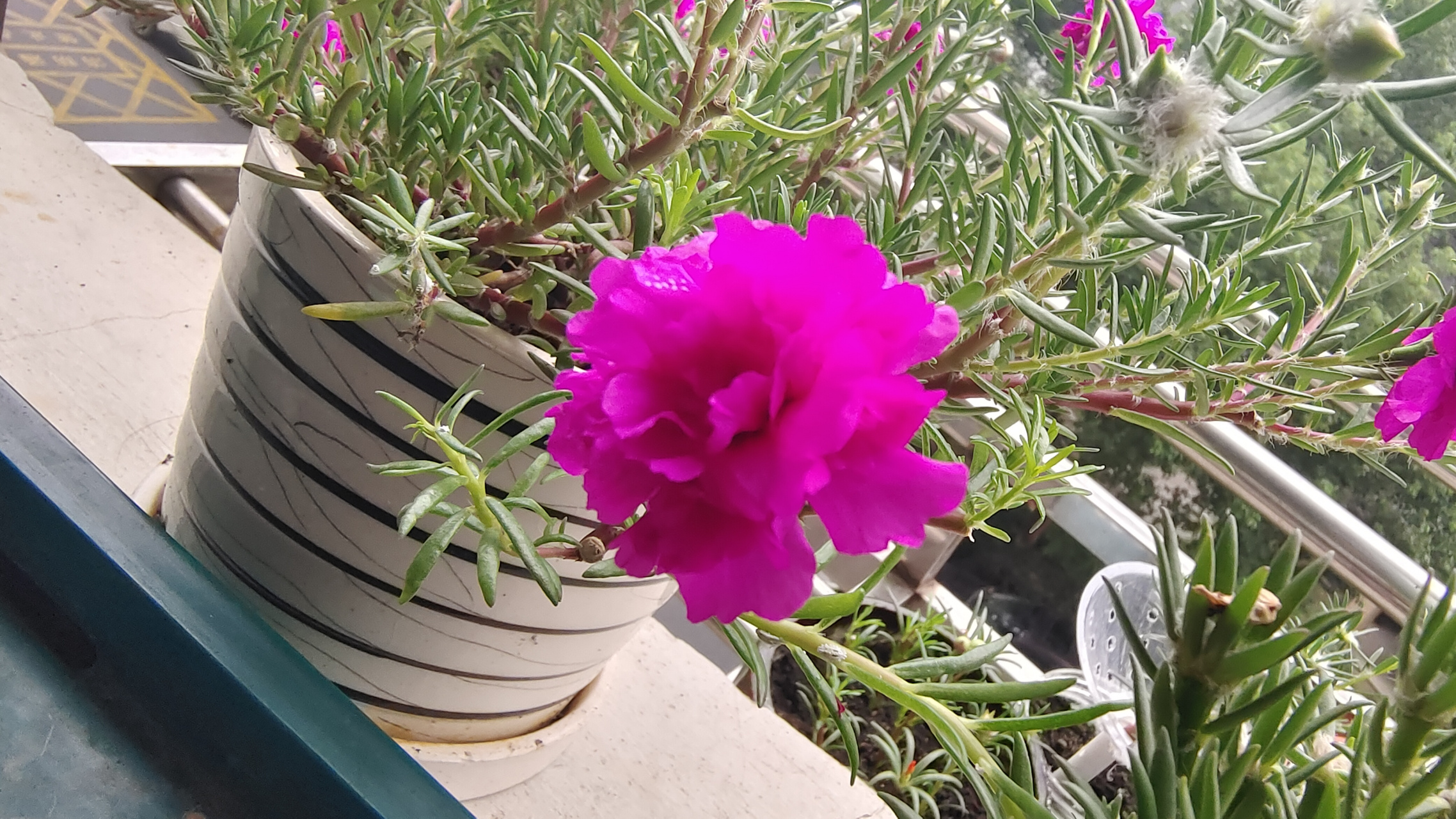 6月份做了个太阳花的花球, 花球用小矿泉水瓶做的, 比较小,现在问题来