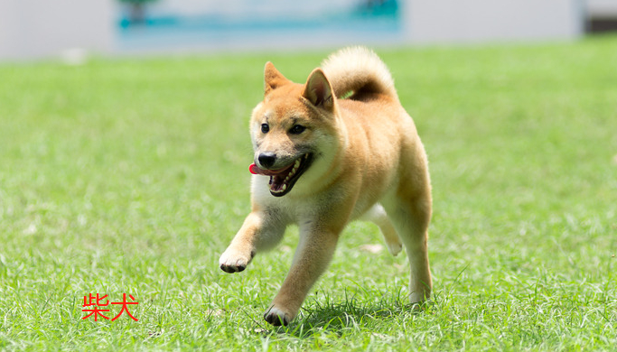 不掉毛的中型犬有什么