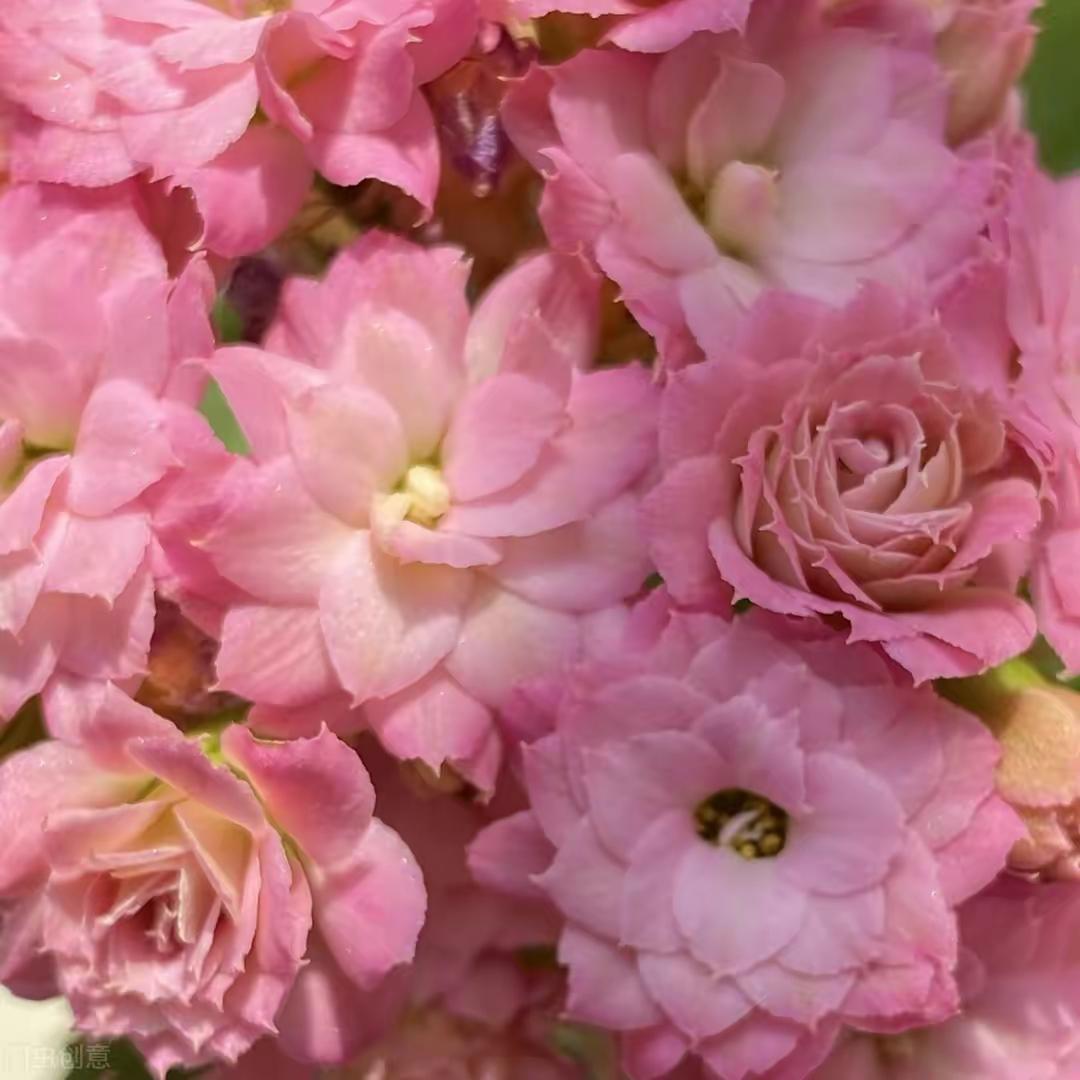 长寿花已经开始  一簇一簇地绽放花瓣儿了,  仿佛把即将来临的春光