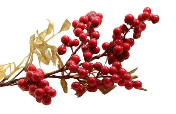 红色豆豆的花叫什么