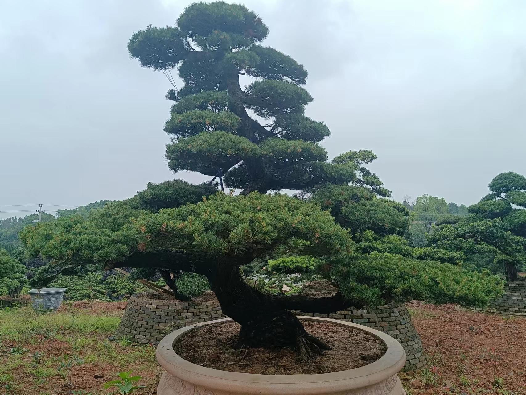 难得一见的大型五针松