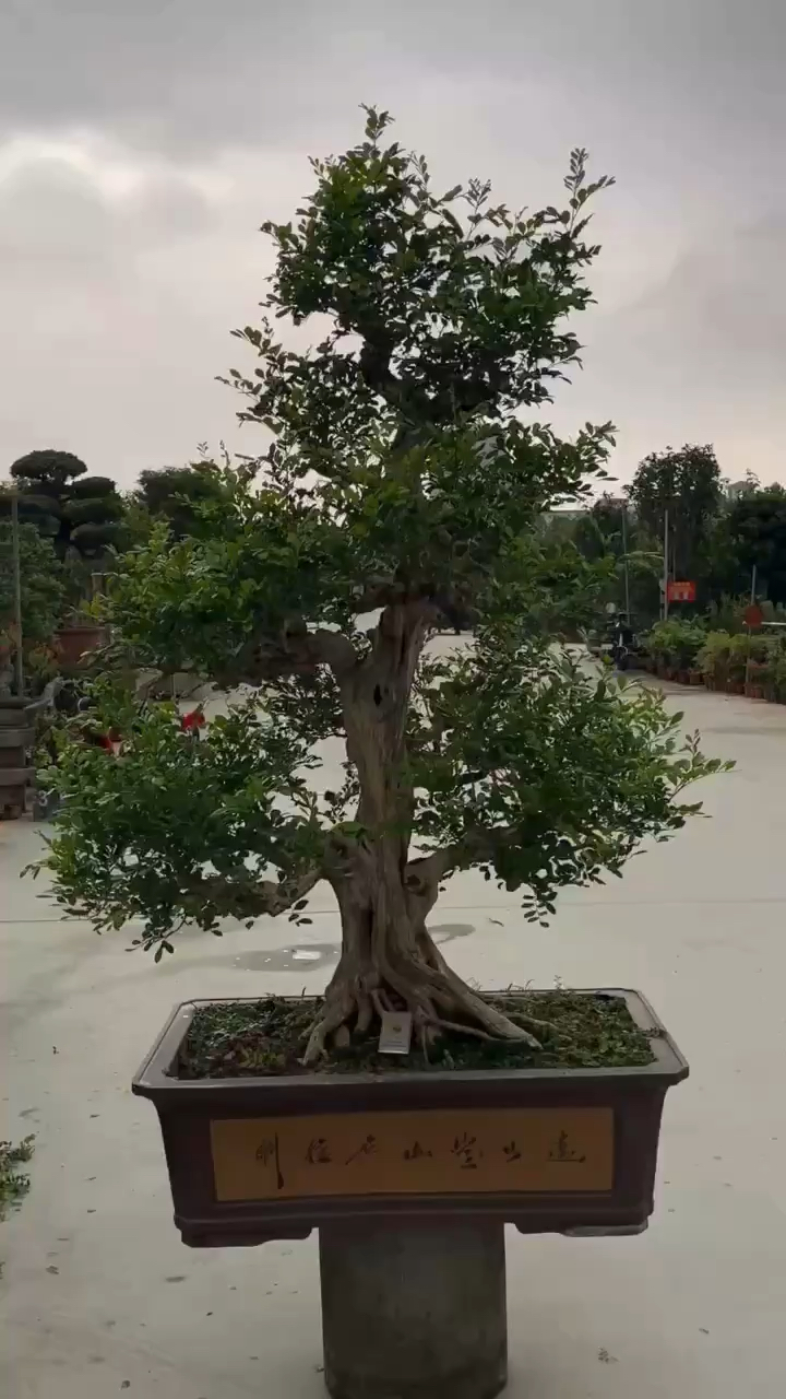 九里香盆景.