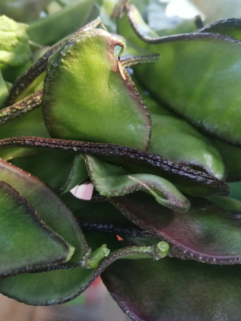 这种豆角学名叫什么?我们东北方言管它叫"老母猪耳朵".