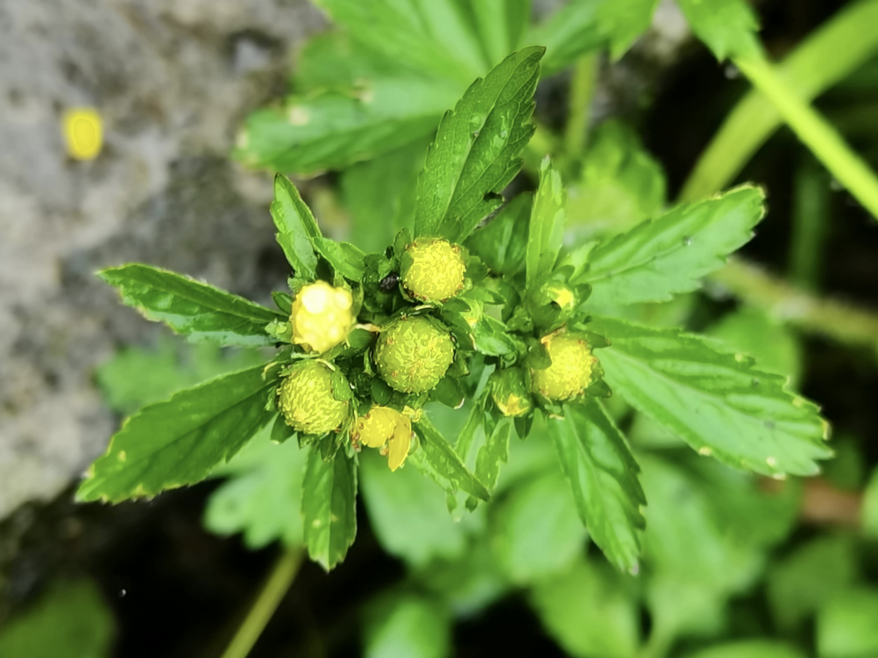 蛇含萎陵菜,别称蛇含,五爪龙. #摄影# #花# #摄影作品