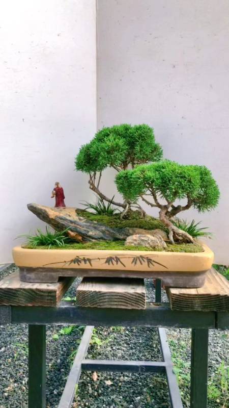 分享水旱盆景意境感绝绝子适合放在办公桌阳台门喜欢的关注一下吧