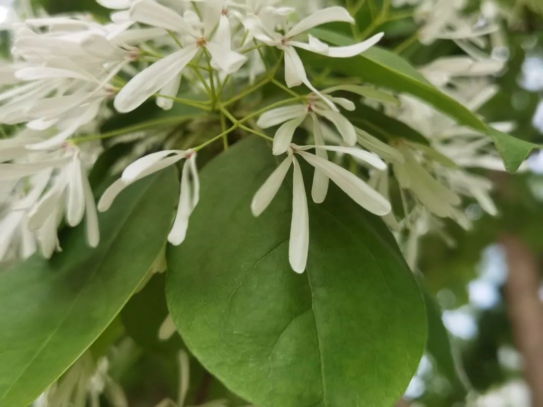 花卉介绍——流苏树