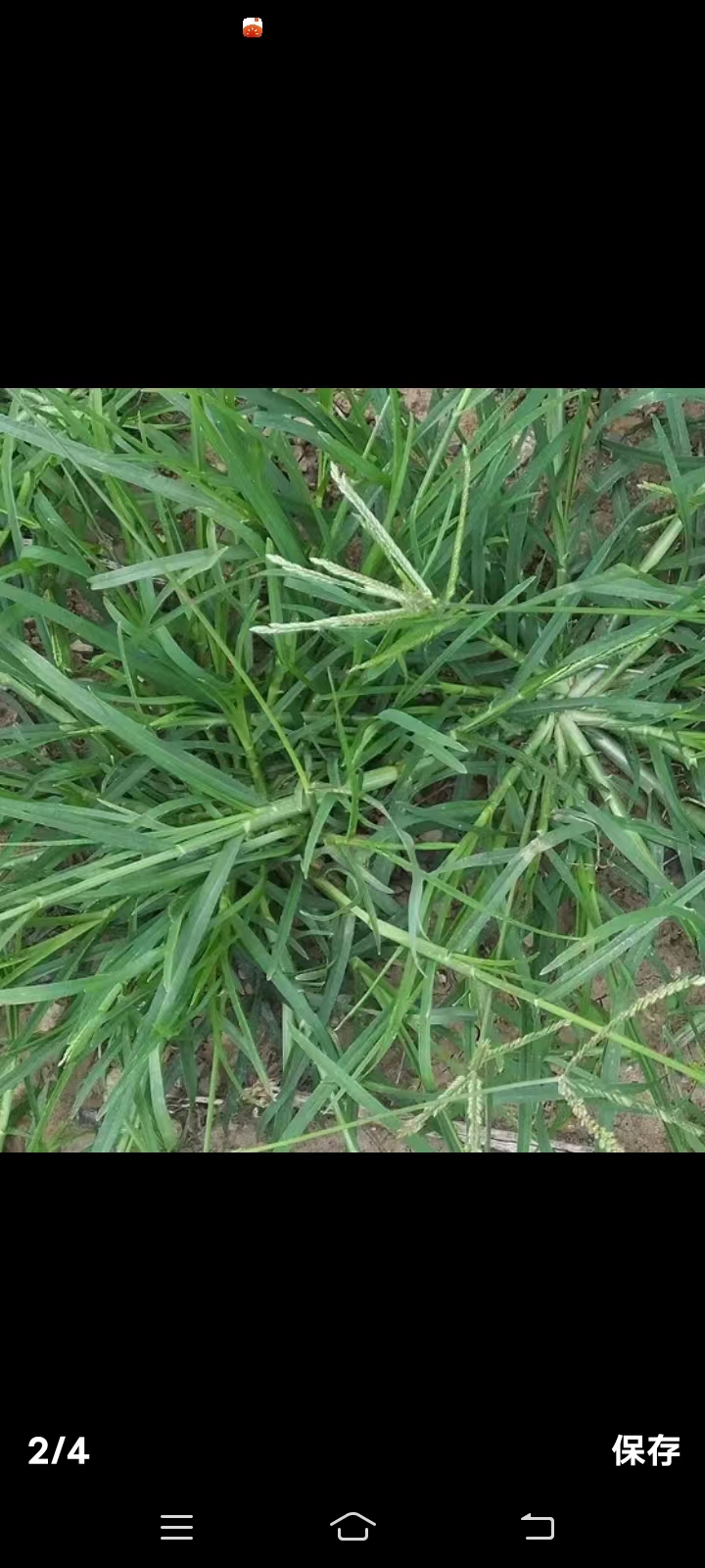 牛筋草有很多叫法,有叫千斤拨的,有叫千千踏的,有叫千金草的.