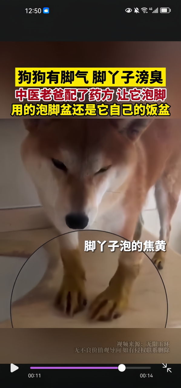 狗狗脚气太难闻,老爸用中医药方救急,饭盆秒变泡脚盆[左捂脸][左捂脸]