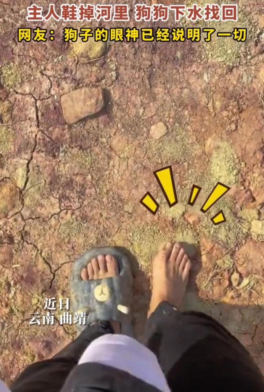 主人一只鞋掉水里了,狗子下水找回,不过最后狗子这眼神啥意思?