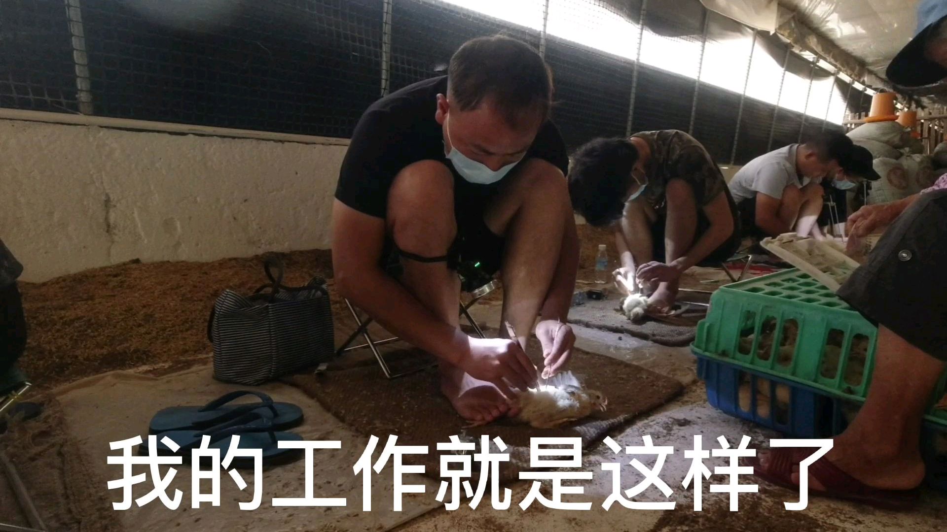 传统技术活阉鸡:公鸡阉割后就变太监鸡,看小伙怎么操作