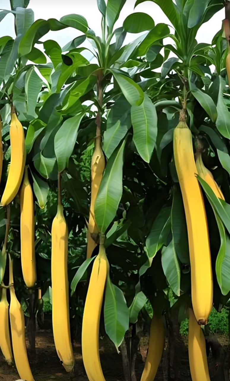 不懂就问,这到底是香蕉还是丝瓜[捂脸]