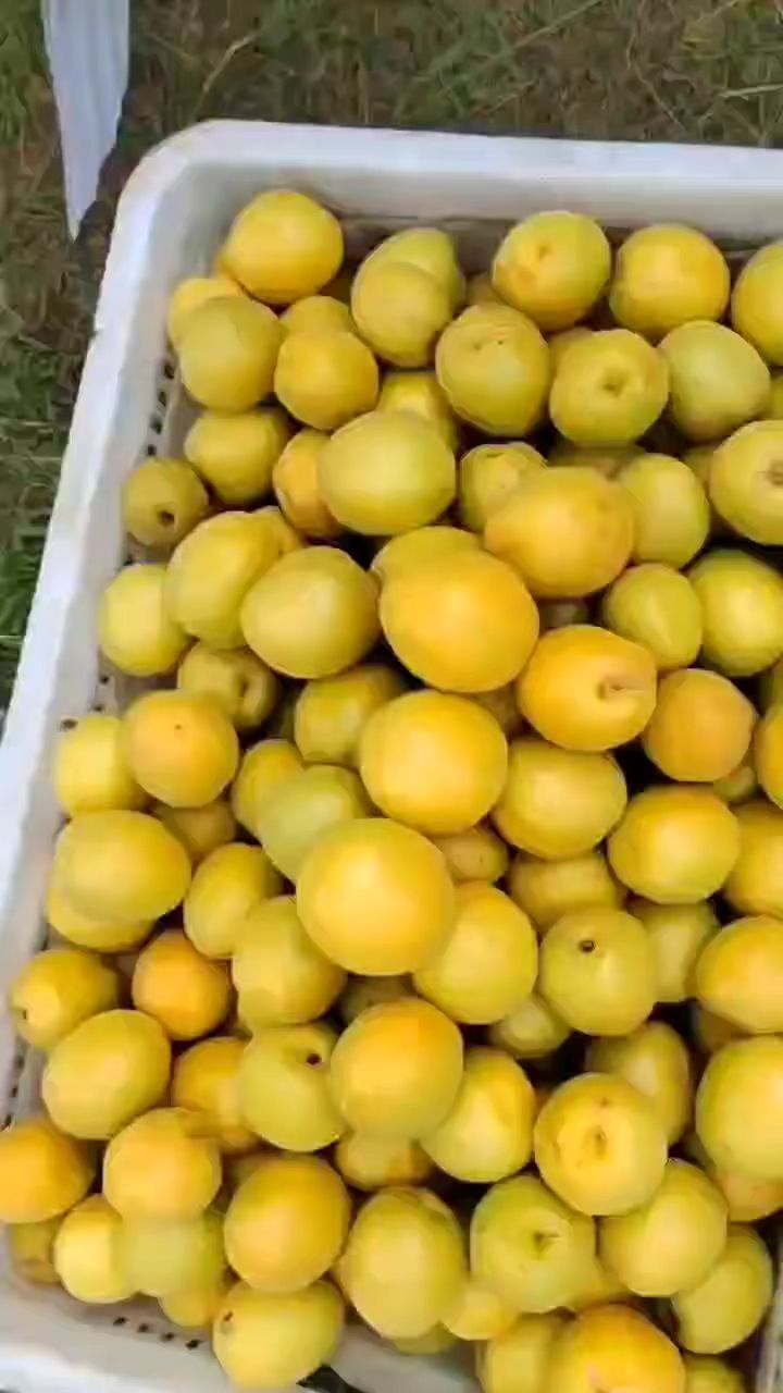 荷兰香蜜杏纯甜无酸果肉果核均可食用