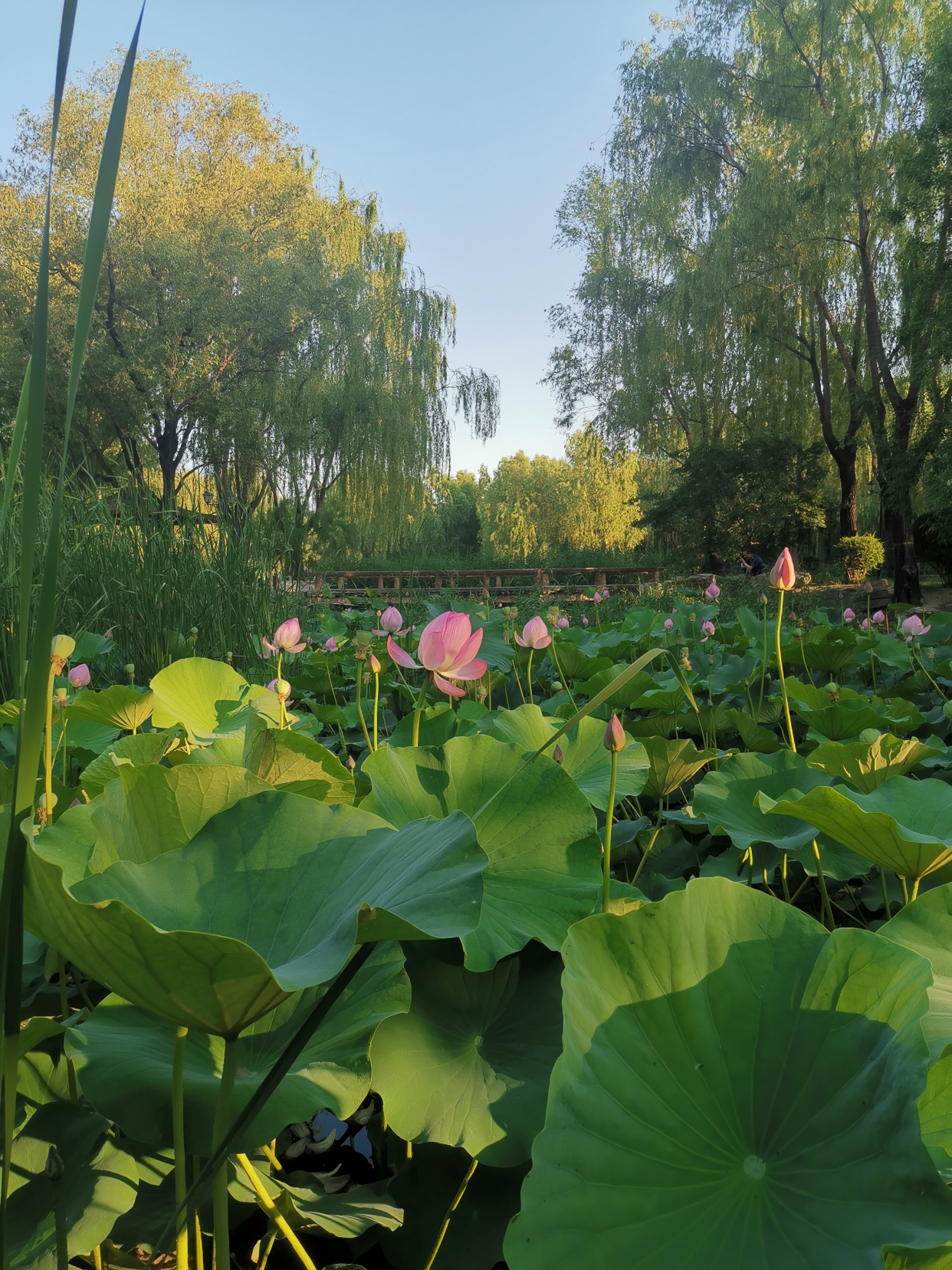 夕阳余晖映照下,荷叶荷花光彩照人
