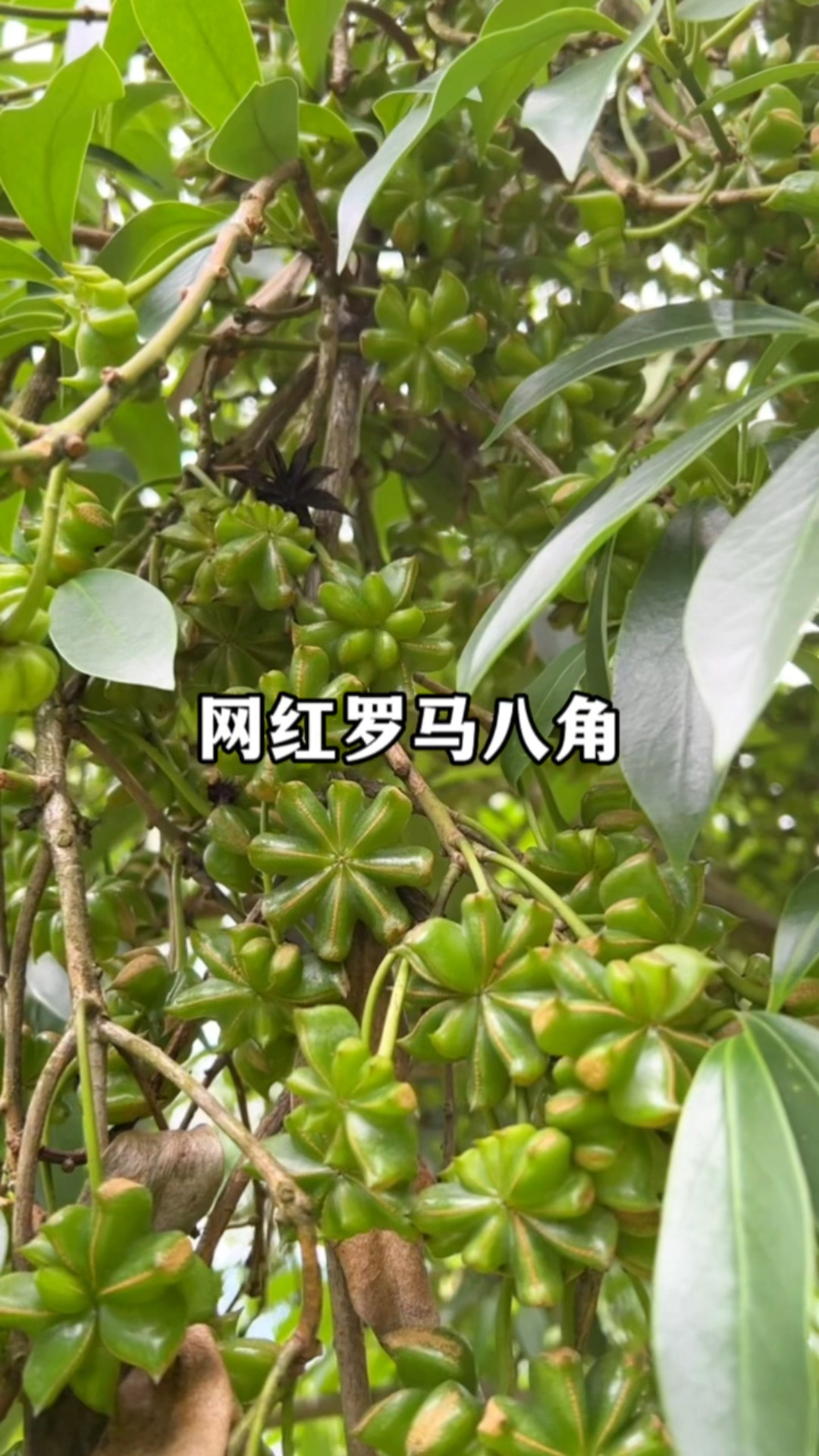 "罗马品种八角"出自古龙镇,实属罕见高低山种皆产果,古龙网红八角