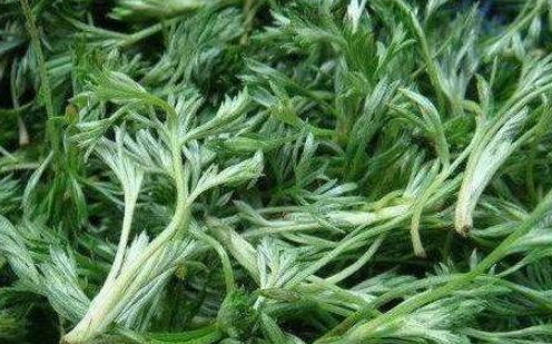 茴蒿几天发芽出苗