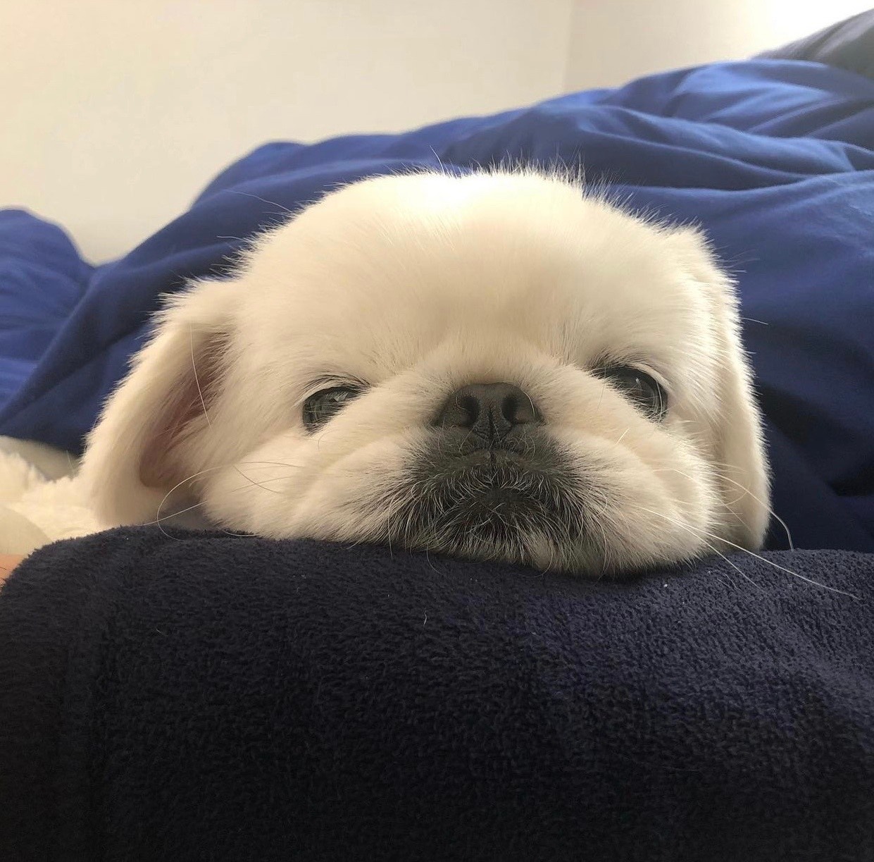 ins头像(小京巴困困呀)