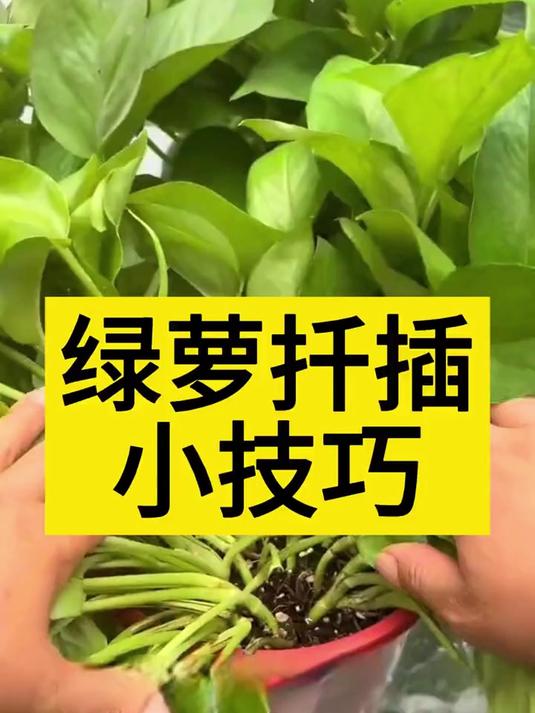 绿萝扦插小技巧 养护小知识 种植小技巧