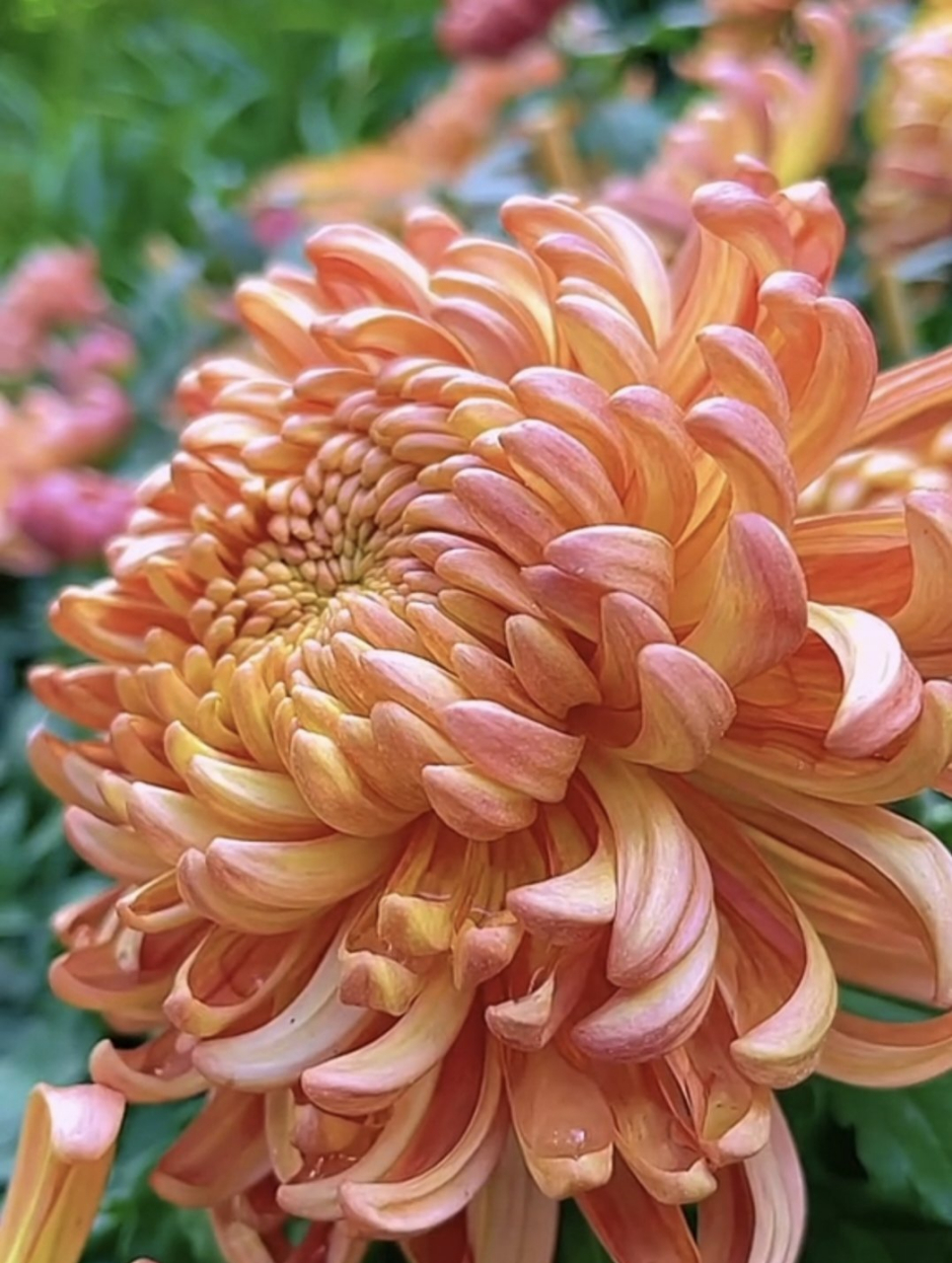 菊花花语:高洁,隐逸;高贵与长寿 ,菊花盛开,千姿百态,鲜艳美丽.